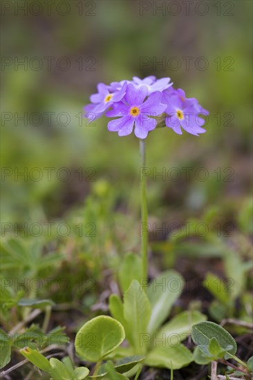 Bird's-eye primrose