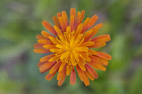 Close up of orange hawkweed