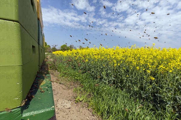 Swarm of Western honey bees