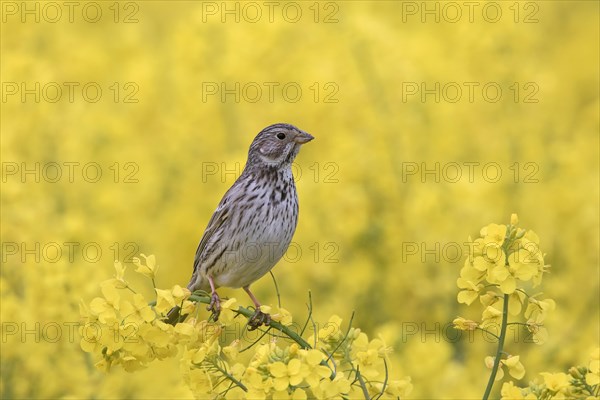 Corn bunting