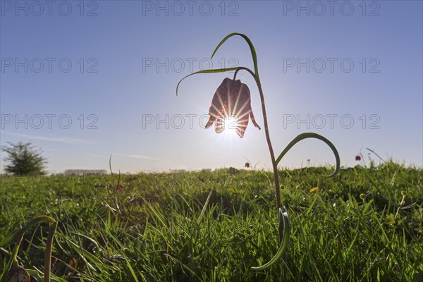 Snake's head fritillary