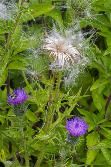 Seeds and seedheads