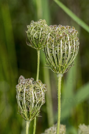 Wild carrot