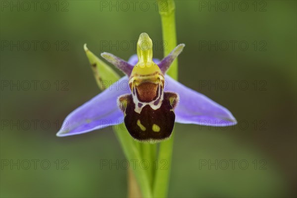 Bee orchid