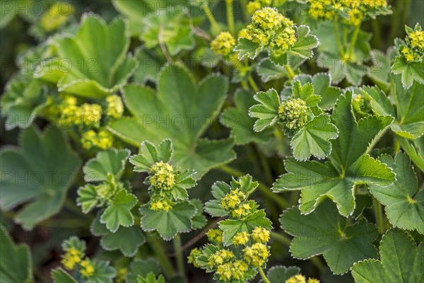 Lady's Mantle