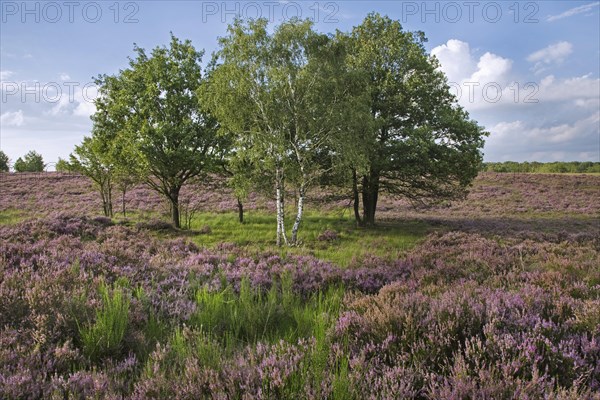 Heather flowering in heathland at the Hoge Kempen National Park