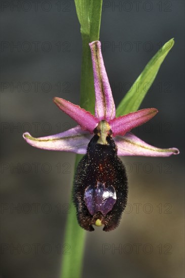 Bertoloni's Bee Orchid