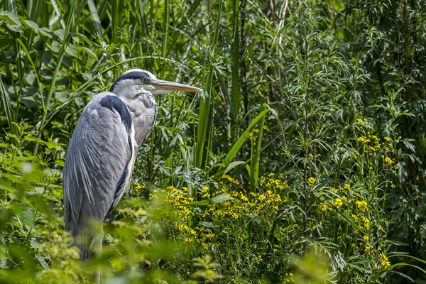 Grey heron