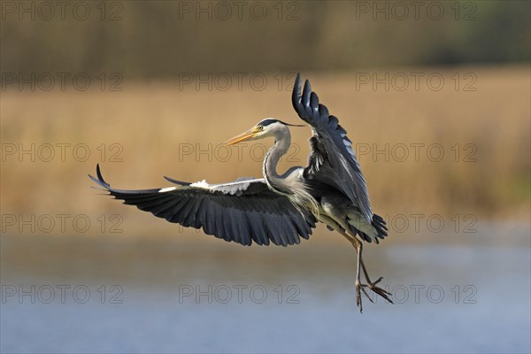 Grey heron