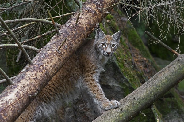 European lynx