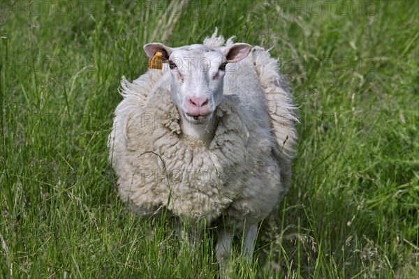 Domestic sheep