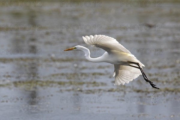 Great egret