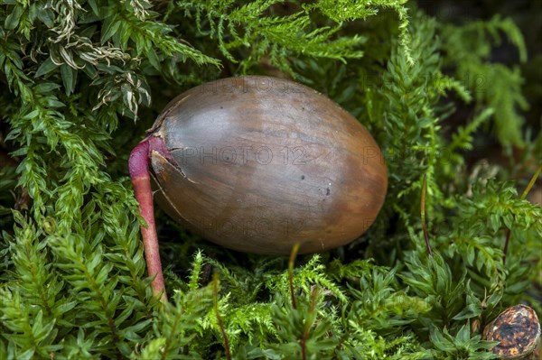 Acorn of English oak