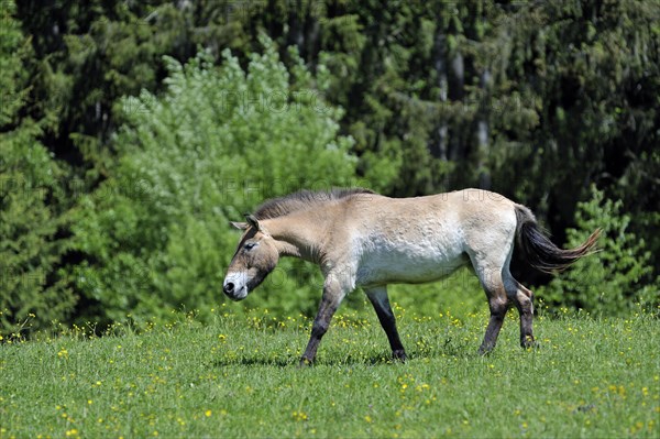 Przewalski's horse