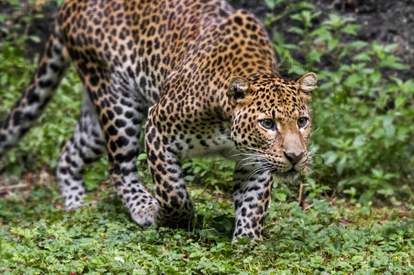 Javan leopard