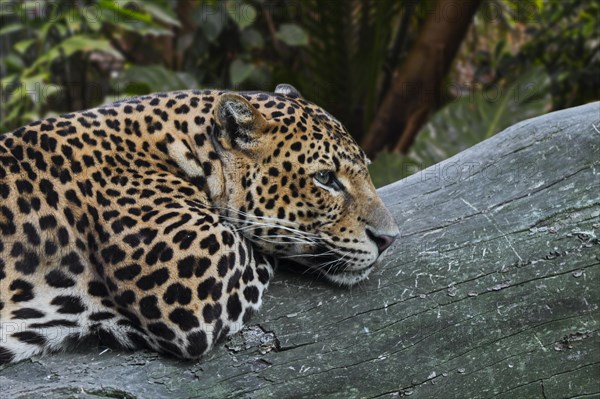 Javan leopard