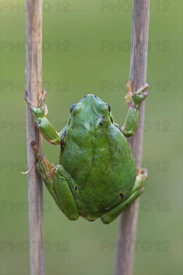 European tree frog