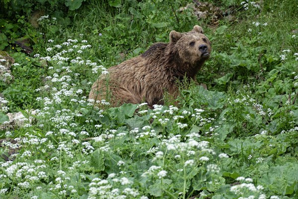 Brown bear in the bear sanctuary of Keterevo