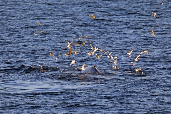 Seagulls swarming over surfacing blue whale