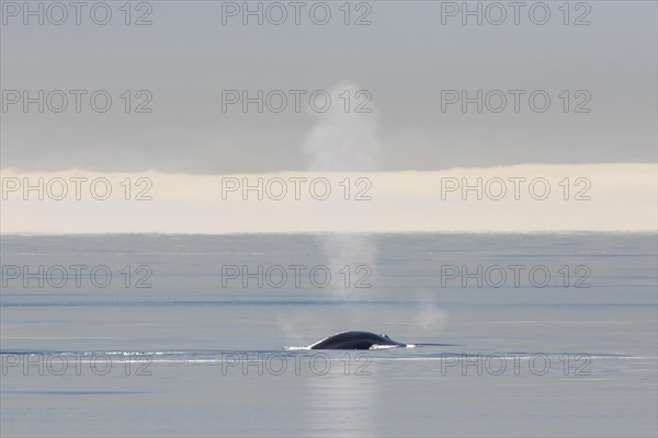 Blow through blowhole of blue whale