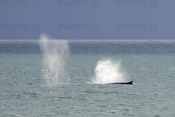 Two fin whales