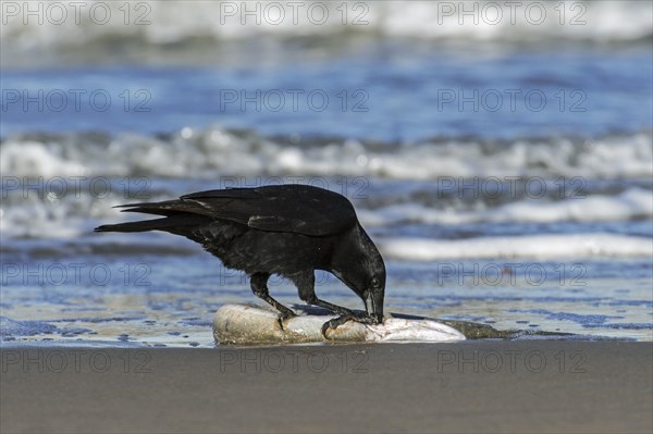 Scavenging carrion crow