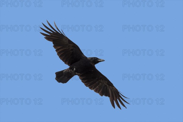 Carrion crow