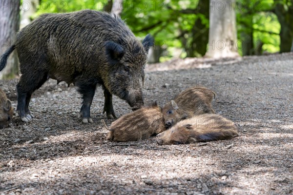 Wild boar