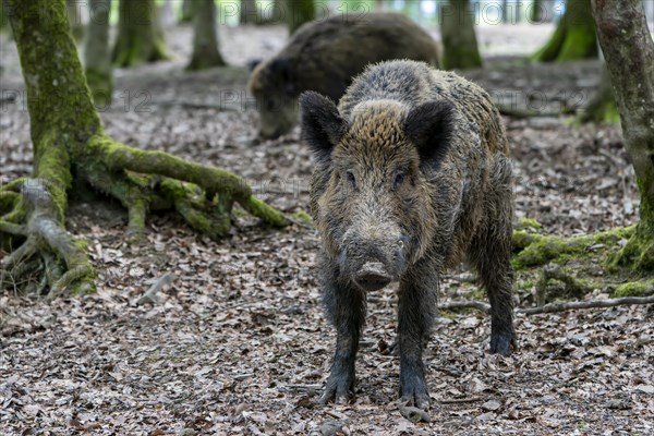 Wild boar