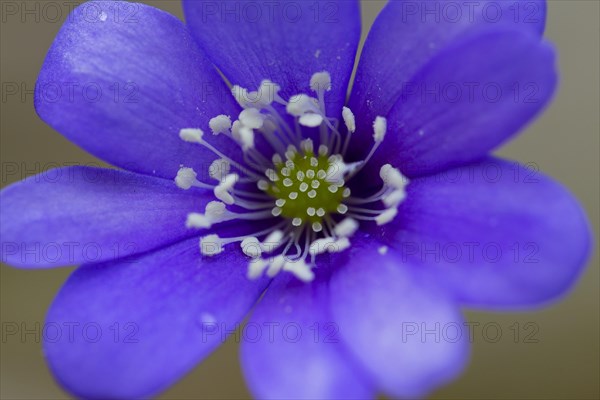 Common Hepatica