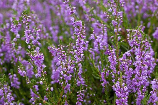 Common heather