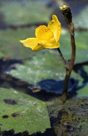 Western bladderwort