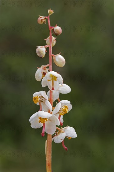 Round-leaved wintergreen