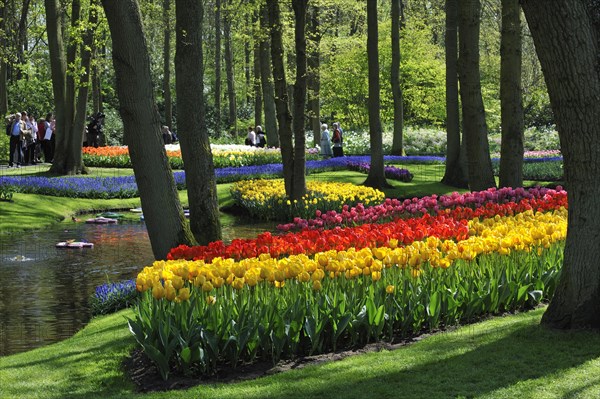 Tourists walking among colourful tulips
