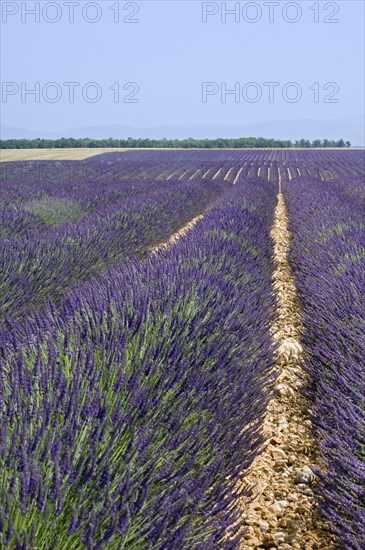 Lavender field