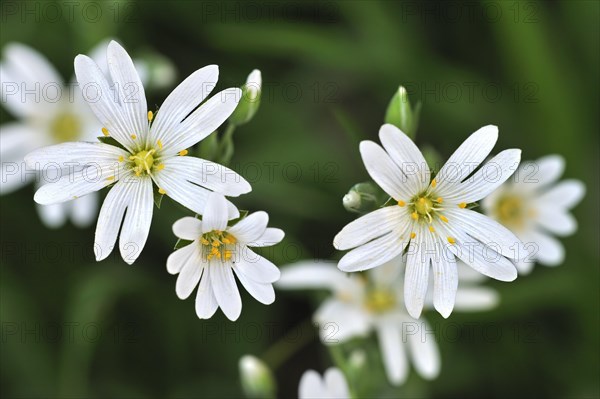 Greater stitchwort