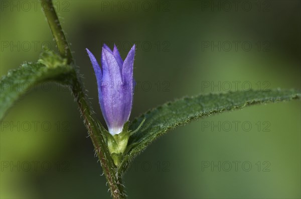 Clustered bellflower