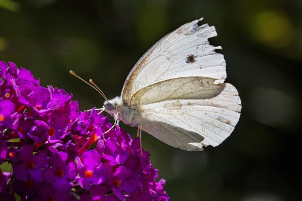 Small white