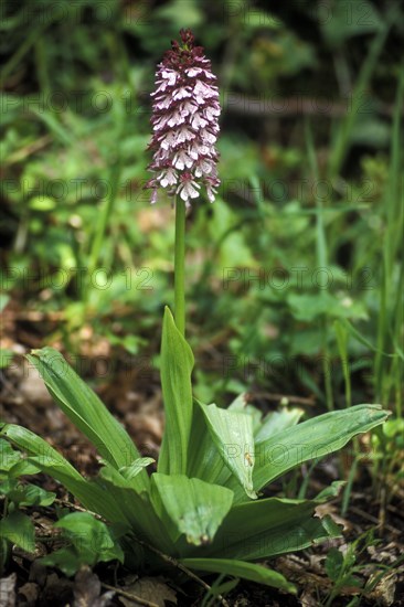 Lady orchid