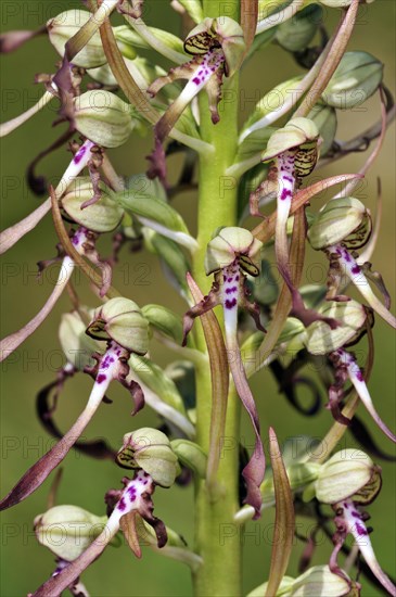 Lizard orchid