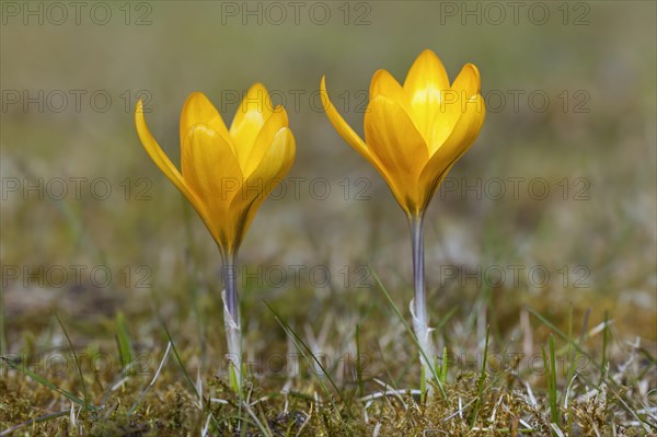 Two spring crocuses