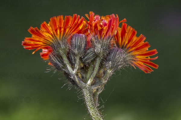 Fox-and-cubs