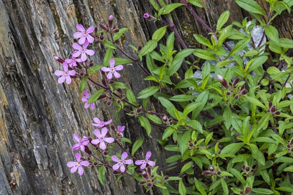 Soapwort pink