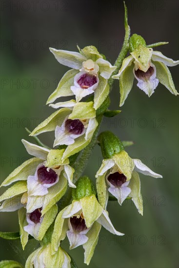 Narrow-lipped helleborine