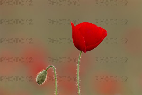 Common poppy