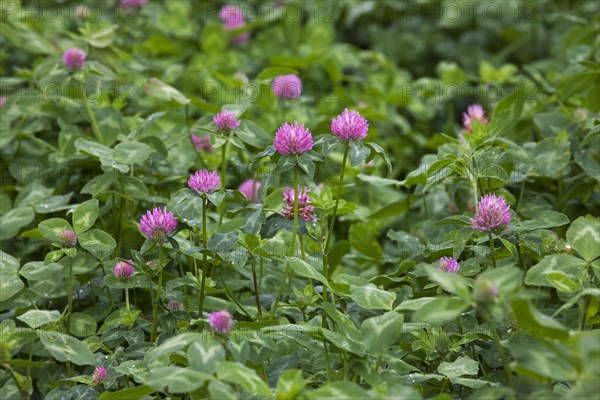 Field with red clover