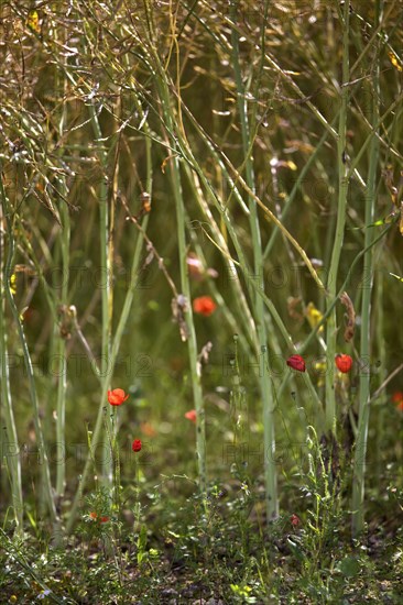 Long-headed poppy