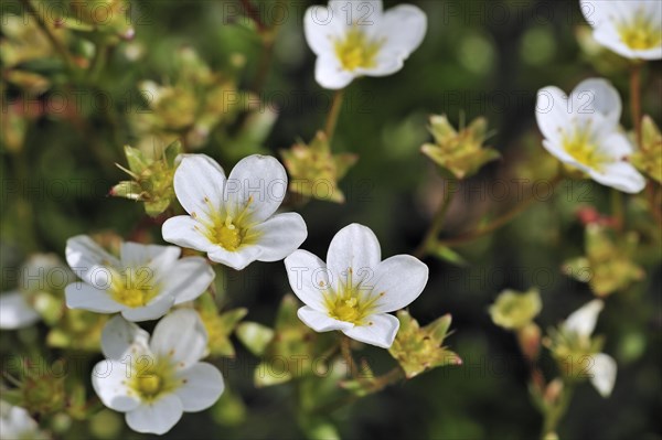 Mossy saxifrage