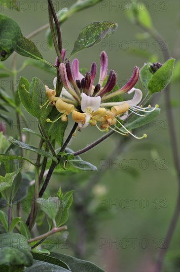 Common Honeysuckle