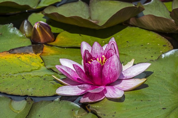 Pink cultivar of